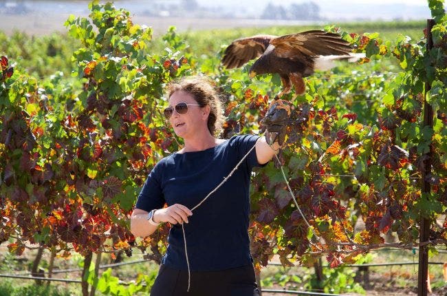 Rebecca Rosen owner of Authentic Abatement with Rocky the Harris Hawk. at Bouchaine Vineyards / Photo by Art Takeshita