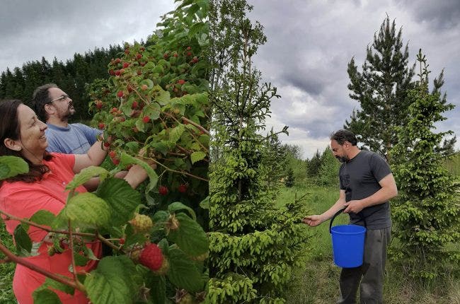 L: David and Paola Cohen picking raspberries at Uotilan Tila / R: David picking fresh spruce tips at the winery / Photo by Victoria Cohen