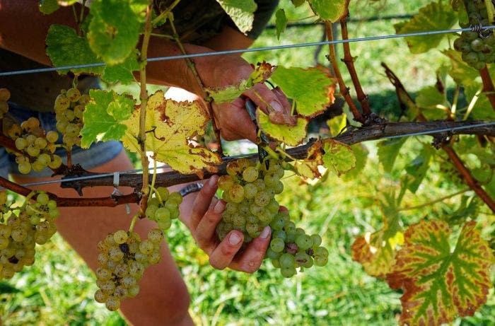 Wine Regions Grapple with Labor Market, Supply Chain