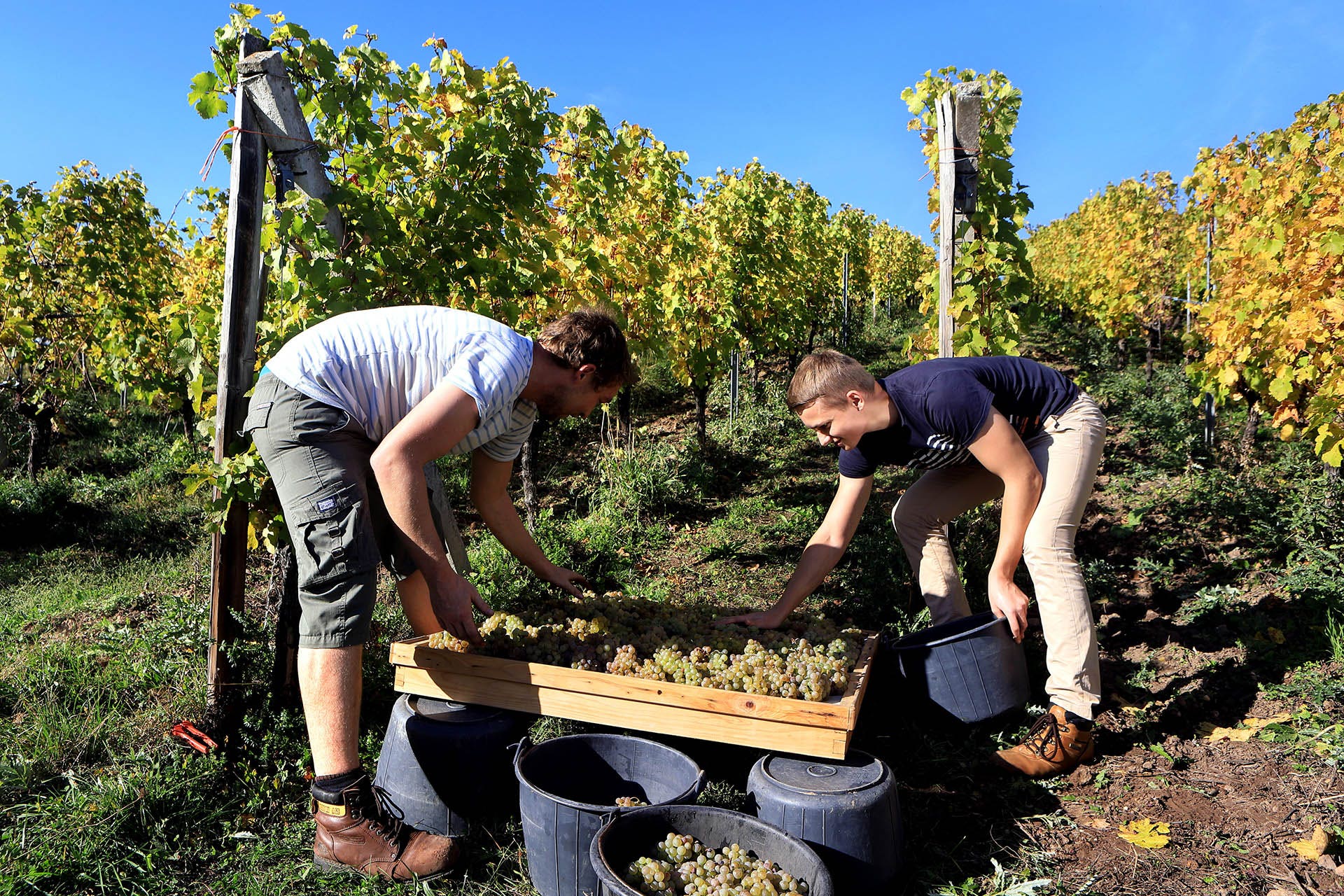 Riesling Harvest at Hugel Vineyard, France