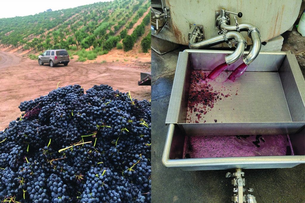 Siletto harvest and press of Pfeffer grapes
