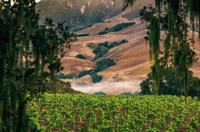 Alma Rosa Winery vineyards in Buellton, California.