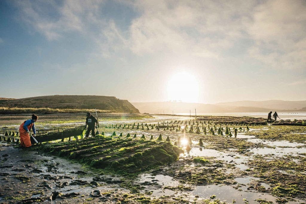 "A shot of our oyster beds in our northern lease at our Tomales Bay Oyster Farm on Tomales Bay in West Marin, CA. Here are farm crew are “flipping and tipping” our oyster racks. Literally flipping, shaking and tipping our bags of oysters to improve their shape and condition, which improves their overall quality, which they do regularly throughout the oysters lifecycle. "