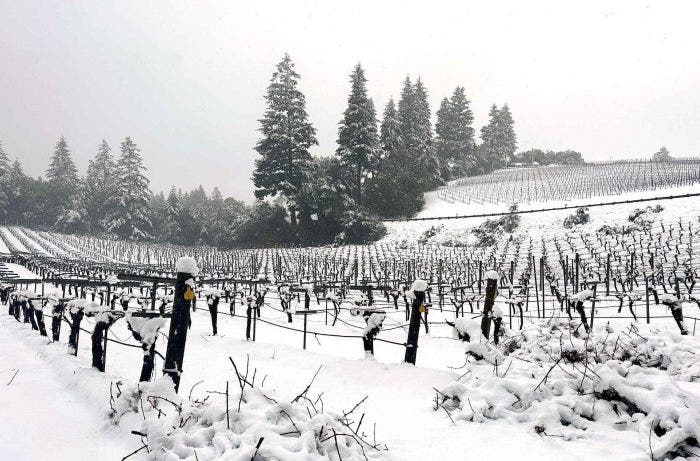 Snow in Califnornia vineyard
