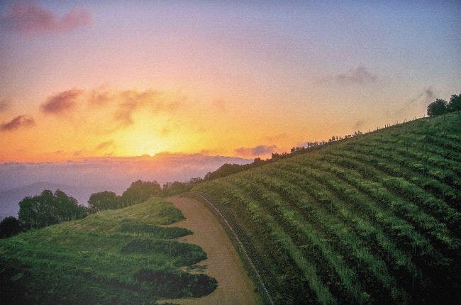 Cape Winelands Sunset with rows of vineyards and a gravel road on a hill with orange and pink coloured clouds over Table Mountain Stellenbosch South Africa