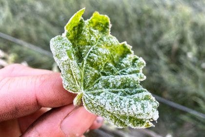 Close up of frost on a grape leaf